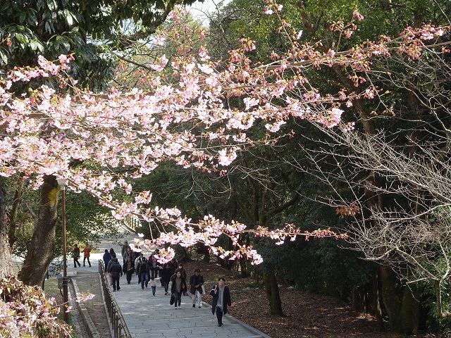 松山城に「かわづ桜」が咲いています