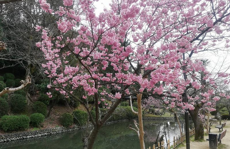 寒桜咲いています