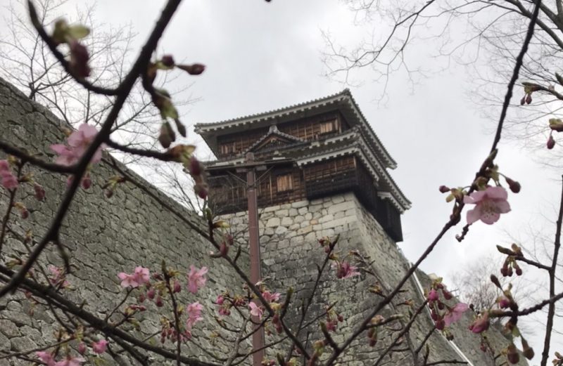 松山城に河津桜が咲き始めました♪
