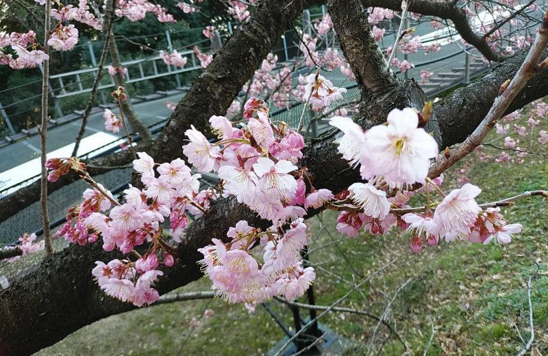 早咲きの桜が咲き始めました
