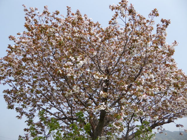 金龍桜を観に行きました♪（1）東野お茶屋跡近隣