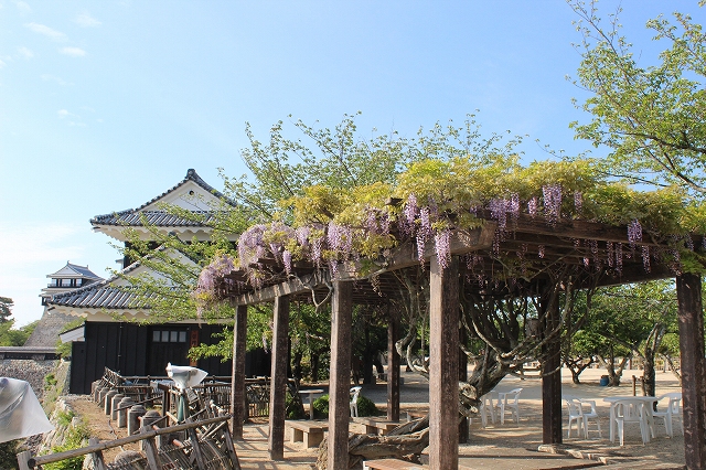 松山城はつつじ・藤が咲き始めました。