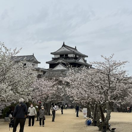 2022年春　松山の桜