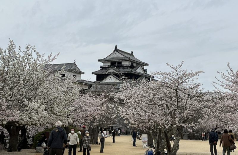 2022年春　松山の桜