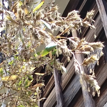 紫竹門の竹に花が咲いています