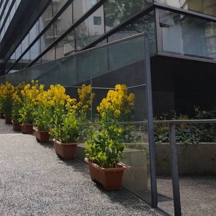 坂雲ミュージアム「菜の花」です。