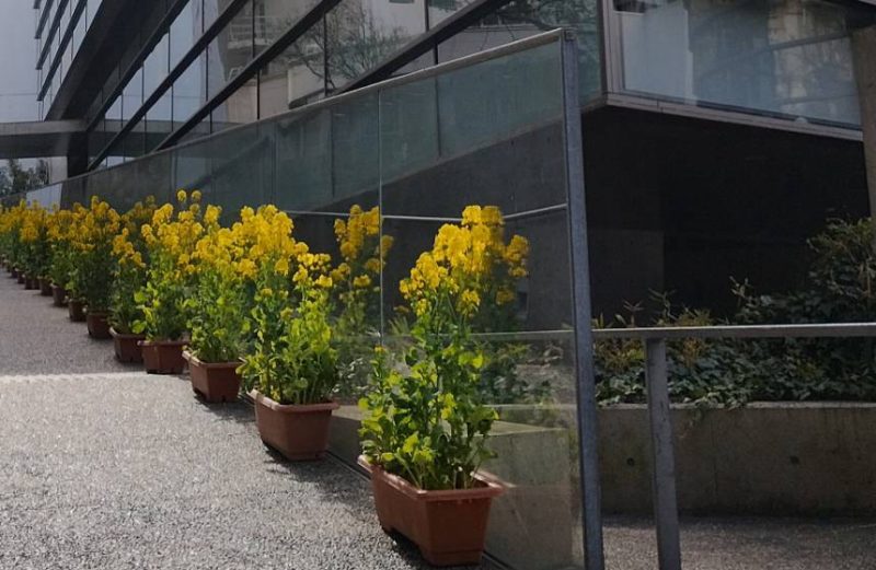 坂雲ミュージアム「菜の花」です。