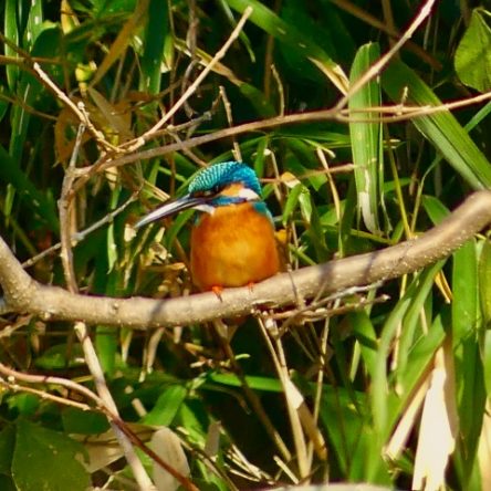 湯築城のお堀の「カワセミ」です。